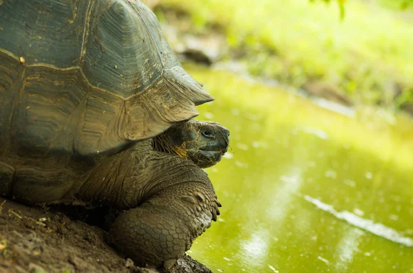 Tartarugas são animais herbívoros com uma dieta que compreende cacto, gramíneas, folhas e frutas, posando na frente de um lago verde — Fotografia de Stock