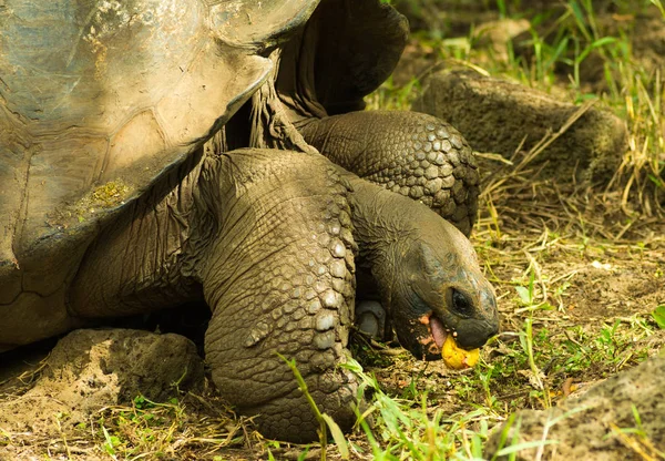 Tortoises are herbivorous animals with a diet comprising cactus, grasses, leaves, vines, and fruit, eating a guava — Stock Photo, Image