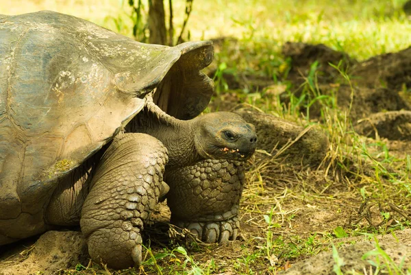 Tortoises are herbivorous animals with a diet comprising cactus, grasses, leaves, vines, and fruit, posing inside the forest — Stock Photo, Image