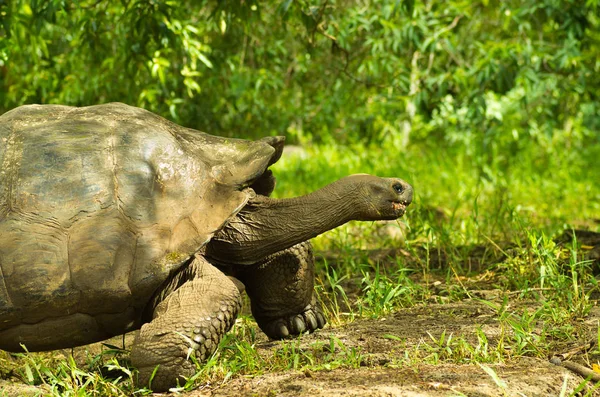 Tortoises are herbivorous animals with a diet comprising cactus, grasses, leaves and fruit, walking in the forest — Stock Photo, Image