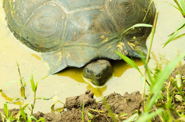Sköldpaddor är växtätande djur med en kost bestående av cactus, gräs, blad och frukter, vilar inuti ett träsk inne i skogen — Stockfoto