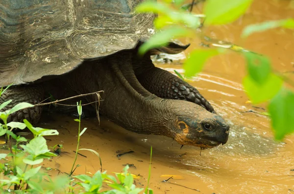 Schildpadden zijn plantenetende dieren met een dieet bestaande uit cactus, grassen, bladeren en vruchten, lopen over een moeras binnenkant van het bos — Stockfoto