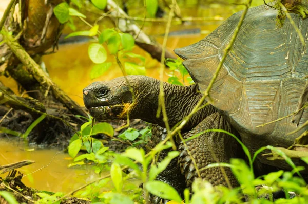 Tartarugas são animais herbívoros com uma dieta que compreende cacto, gramíneas, folhas e frutas, andando dentro da floresta através de um pântano — Fotografia de Stock