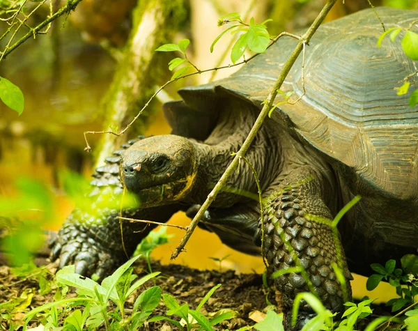 Sköldpaddor är växtätande djur med en kost bestående av cactus, gräs, blad och frukter, promenera i skogen — Stockfoto