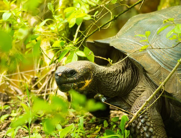 Tortoises are herbivorous animals with a diet comprising cactus, grasses, leaves and fruit, walking in the forest — Stock Photo, Image