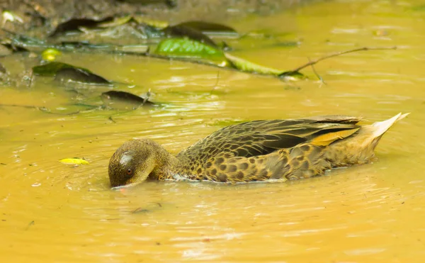 Vida selvagem incrível, patos nadando e mergulhando em um pântano sujo na floresta — Fotografia de Stock