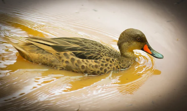 Vida selvagem incrível, pato nadando em um pântano sujo — Fotografia de Stock