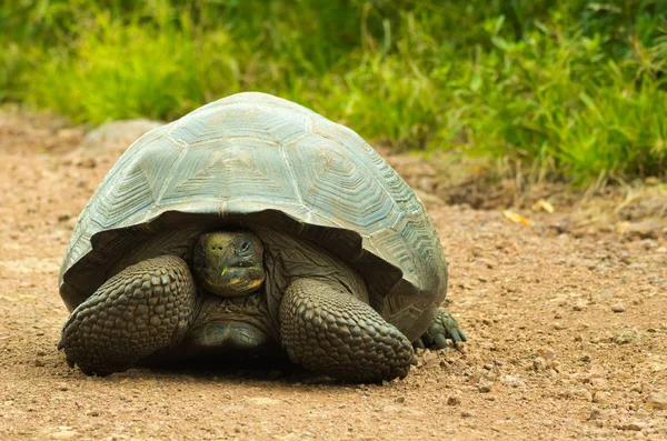 Tortoises are herbivorous animals with a diet comprising cactus, grasses, leaves, vines, and fruit, front view — Stock Photo, Image
