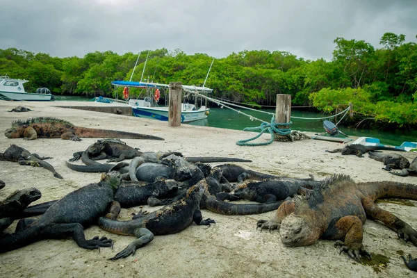 Leguaner vilar i santa cruz Galapagosöarna — Stockfoto