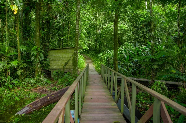 Wooden bridge footpath inside the amazon rainforest in Limoncocha National Park in Ecuador — Stock Photo, Image