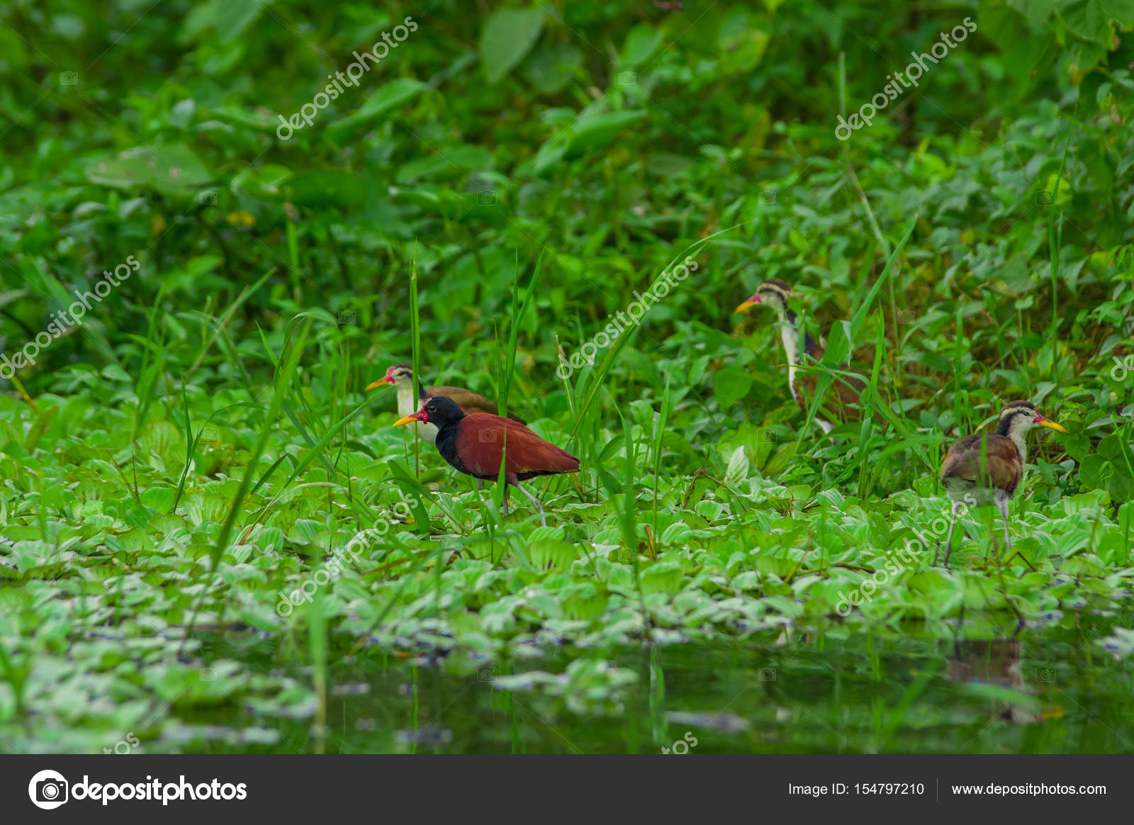 Oiseaux Damazonie Philippe Géraut Ibis Rouge 9782844503510