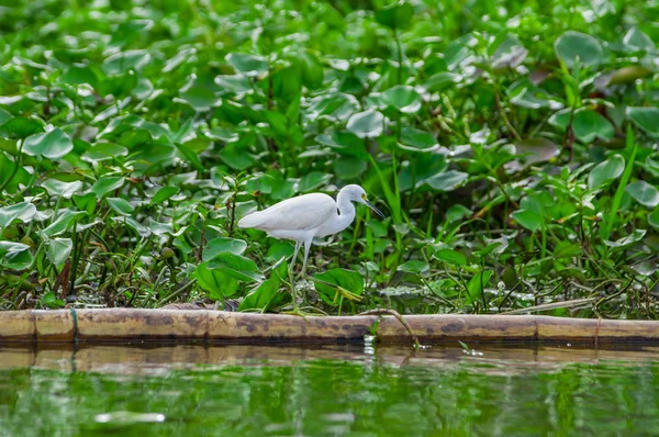 Preciosa toma de Garza fotografiada en su entorno natural caminando sobre plantas acuáticas flotantes en el Parque Nacional Limoncocha en la selva amazónica en Ecuador — Foto de Stock