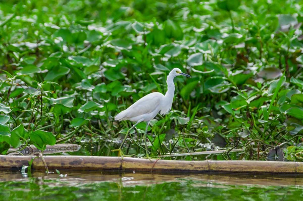 Piękny strzał Heron ptaka sfotografowany w jej naturalnym środowisku spaceru nad wodne pływające rośliny w Parku Narodowego Limoncocha w dżungli amazońskiej w Ekwadorze — Zdjęcie stockowe