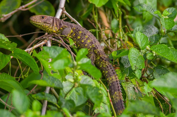 A close up of an Amazon Lizard over a tree in Limoncocha National Park in the Amazon rainforest in Ecuador — Stock Photo, Image