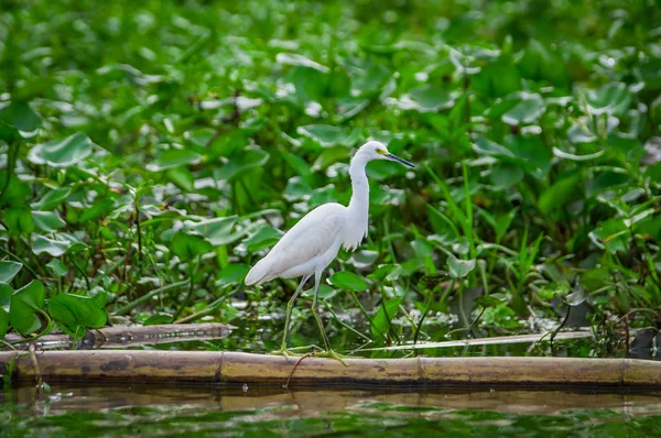 Lovely shot of Heron bird photographed in its natural environment walking over Aquatic floating plants in Limoncocha National Park in the Amazon rainforest in Ecuador — Stock Photo, Image