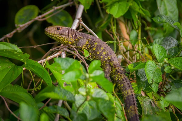 A på nära håll av en Amazon ödla över ett träd i Limoncocha National Park i Amazonas regnskog i Ecuador — Stockfoto