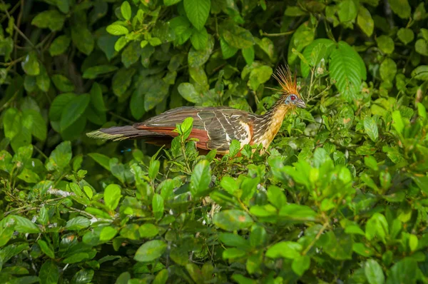 Ziegenbock opisthocomus hoazin auf einem Baum im Limoncocha-Nationalpark im Amazonas-Regenwald in Ecuador — Stockfoto