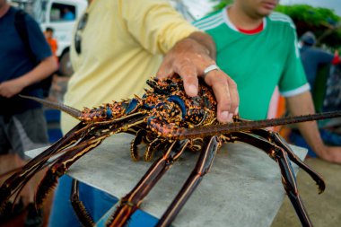 Balık pazarı, galapagos fotoğraflandı Pazar deniz ürünleri taze ıstakoz santa Cruz tutan balıkçı