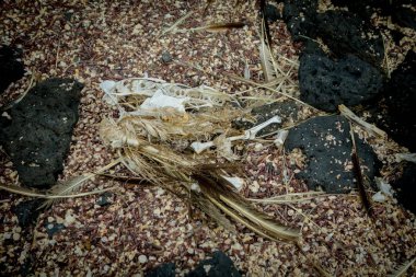 Ölü kuş decomposedon adanın toprağa