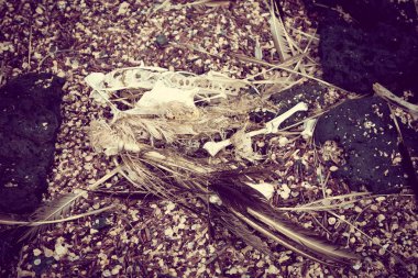 Ölü kuş decomposedon adanın toprağa