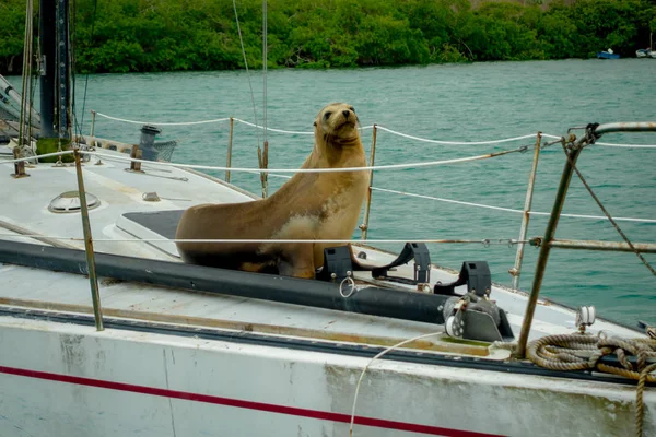 Морской лев над лодкой на островах Санта-Крус-Галапагос — стоковое фото
