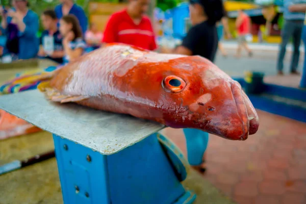 Frischer roter Fisch auf dem Fischmarkt — Stockfoto