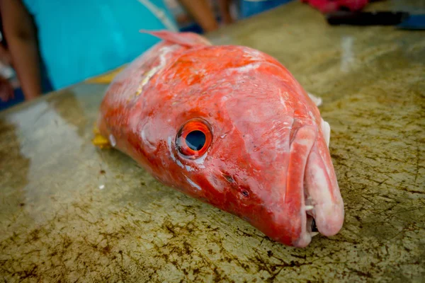 Frischer roter Fisch auf dem Fischmarkt — Stockfoto