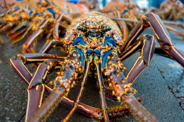 Close up de lagostas frescas de santa cruz no mercado de frutos do mar fotografados no mercado de peixe, galápagos — Fotografia de Stock