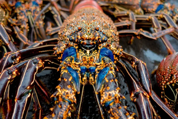 Close up of fresh lobsters of santa cruz in market seafood photographed in fish market, galapagos — Stock Photo, Image