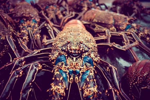 Close up of fresh lobsters of santa cruz in market seafood photographed in fish market, galapagos, vintage — Stock Photo, Image