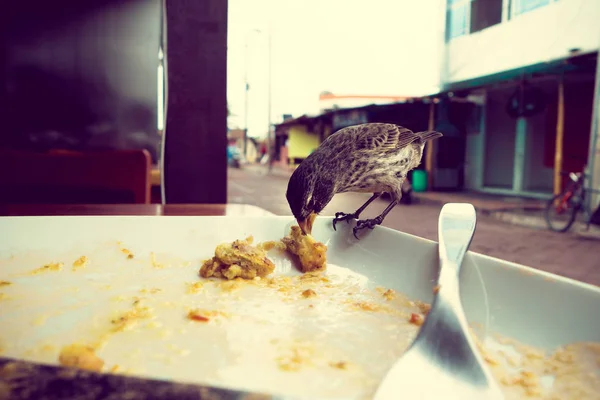 Darwin Finch on Galapagos Island over a white plate eating remains of bolon, vintage — Stock Photo, Image