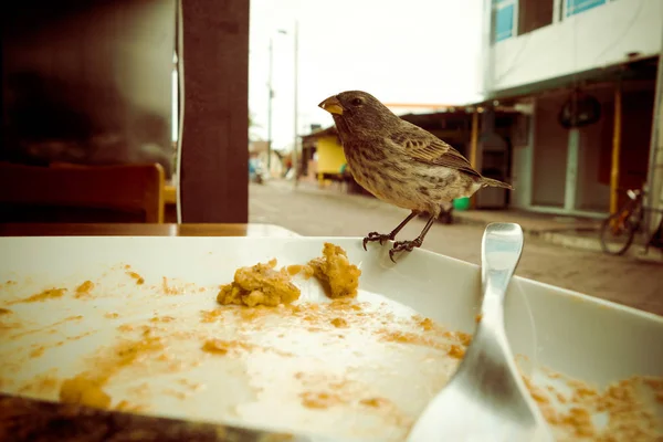 Darwin Finch on Galapagos Island over a white plate eating remains of bolon, vintage — Stock Photo, Image