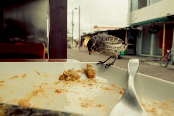 Darwin Finch on Galapagos Island over a white plate eating remains of bolon — Stock Photo, Image