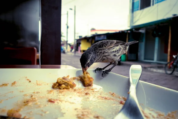 Darwin Finch on Galapagos Island over a white plate eating remains of bolon — Stock Photo, Image