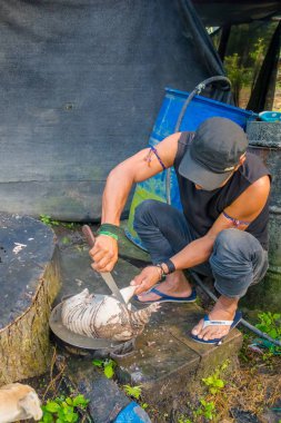Santa Ana, Ekvator - 07 Mayıs 2017: Bir bıçak, bir tencereye sıcak su içinde armadillo kullanarak öğle yemeği için bir armadillo temizlik bir şapka ile tanımlanamayan bir şaman Closeup
