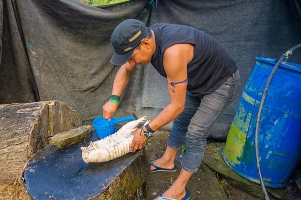 Santa Ana, Equador - 07 de maio de 2017: Fechamento de um xamã não identificado com um chapéu limpando um tatu para o almoço com uma faca — Fotografia de Stock