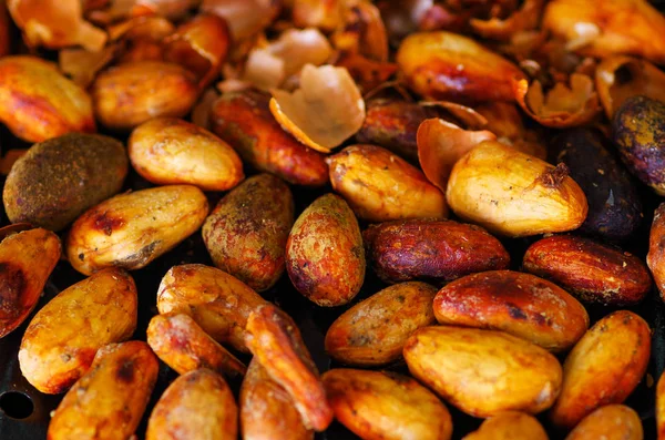 Närbild av en torr kakaobönor — Stockfoto
