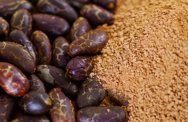 Primo piano di un fagiolo di cacao secco e cacao in polvere — Foto Stock
