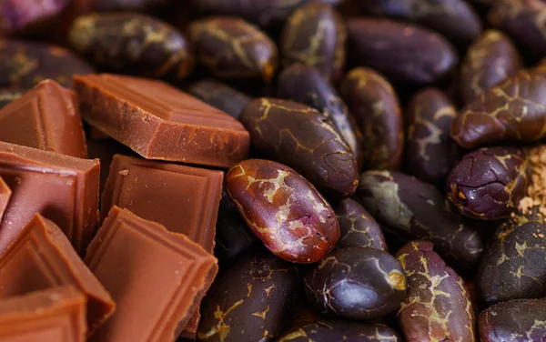 Close up of a cocoa beans and chocoalte bar on natural wooden table — Stock Photo, Image