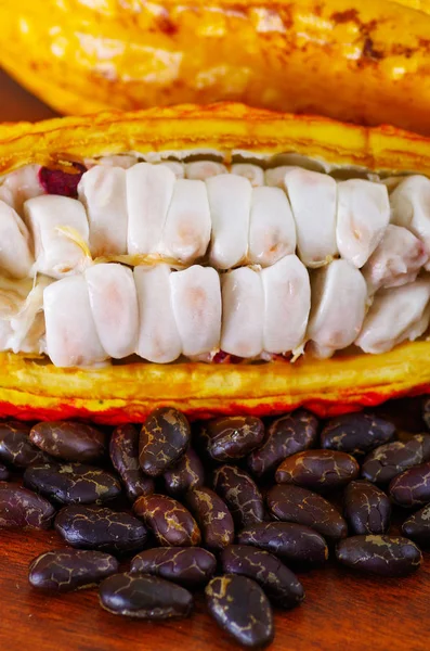 クローズ アップ ココアで新鮮なカカオ豆の莢と木製のテーブルに暗い乾燥ココア豆 — ストック写真