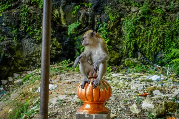 말레이시아 바투 동굴, 원숭이의 근접 촬영 — 스톡 사진