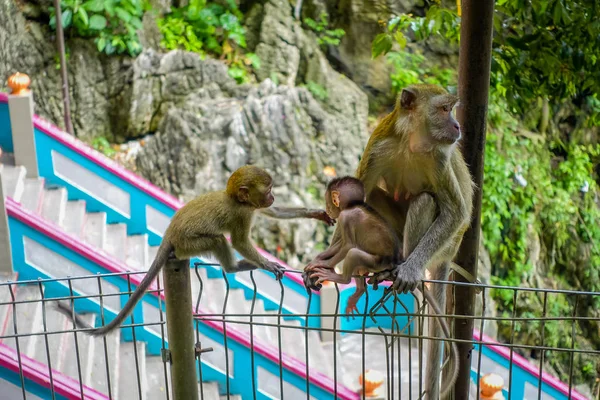 Pendekatan monyet di Batu Caves, Malaysia — Stok Foto