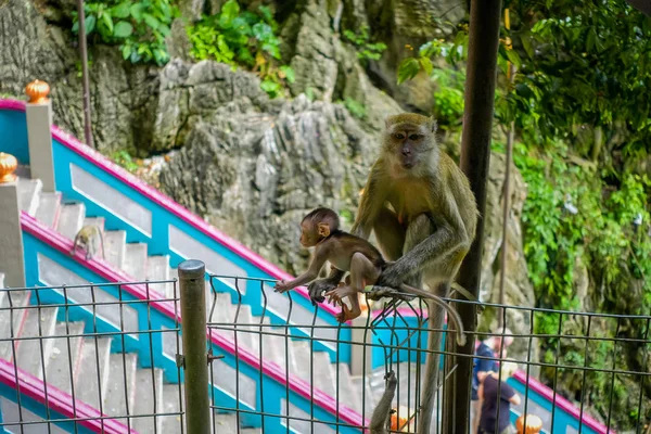 Penutupan monyet dan bayinya di Batu Caves, Malaysia — Stok Foto