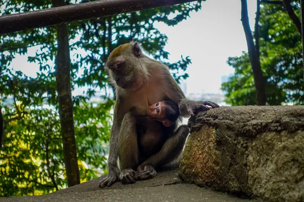 Zbliżenie, małpa i jej dziecko w Batu Caves, Malezja — Zdjęcie stockowe