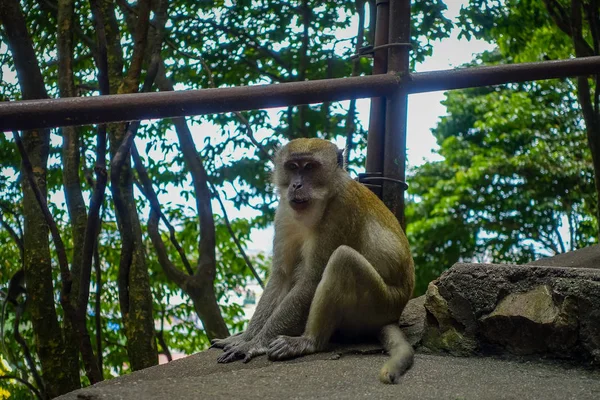 Primer plano del mono en las cuevas de Batu, Malasia — Foto de Stock