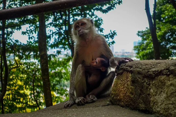 Penutupan monyet dan bayinya di Batu Caves, Malaysia — Stok Foto