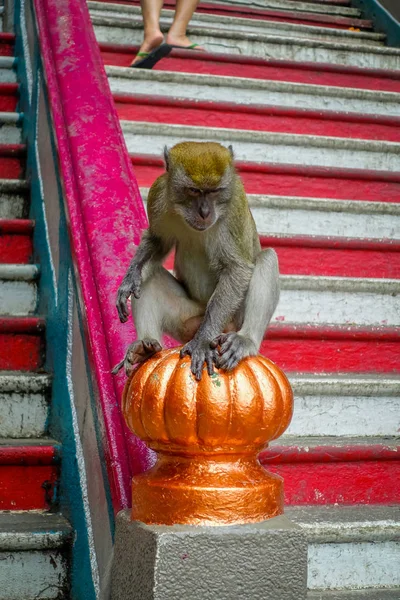 Nahaufnahme eines Affen auf der Treppe der Batu-Höhlen in Malaysia — Stockfoto