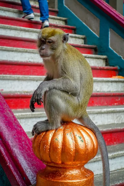 Closeup of monkey in the stairs of Batu Caves, Malaysia — Stock Photo, Image