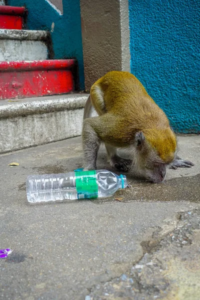 Kuala Lumpur, Malasia - 9 de marzo de 2017: Mono bebiendo refrescos en las escaleras a las cuevas de Batu, una colina de piedra caliza con grandes y pequeñas cuevas y templos de cuevas y un santuario hindú muy popular fuera de la India . — Foto de Stock