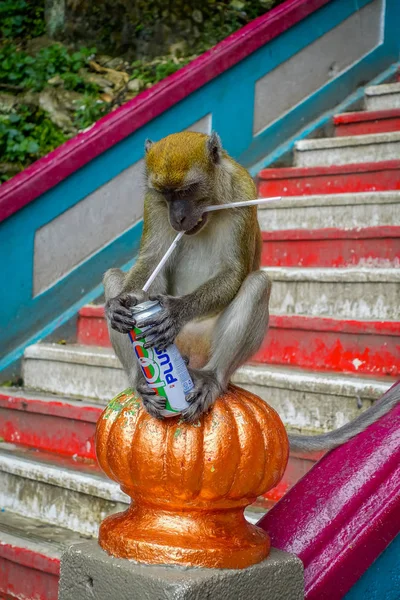 Kuala Lumpur, Malaysia - 9. März 2017: Affe trinkt Limonadendose im Treppenhaus zu Batu-Höhlen, einem Kalksteinhügel mit großen und kleinen Höhlen und Höhlentempeln und einem sehr beliebten hinduistischen Schrein außerhalb Indiens. — Stockfoto